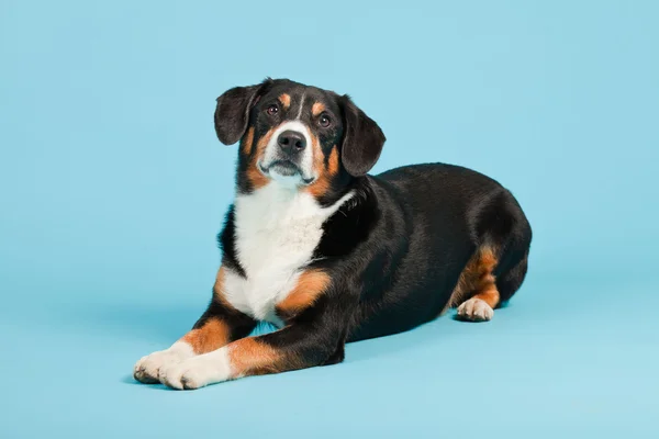 stock image Entlebucher Mountain Dog isolated on light blue background. Studio shot.