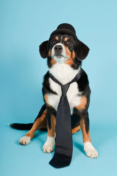 stock image Entlebucher Mountain Dog wearing hat and tie isolated on light blue background. Studio shot.