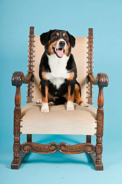 Entlebucher βουνό σκυλί κάθεται στην καρέκλα που απομονώνονται σε γαλάζιο φόντο. Studio που γυρίστηκε. — Φωτογραφία Αρχείου