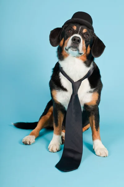 stock image Entlebucher Mountain Dog wearing hat and tie isolated on light blue background. Studio shot.