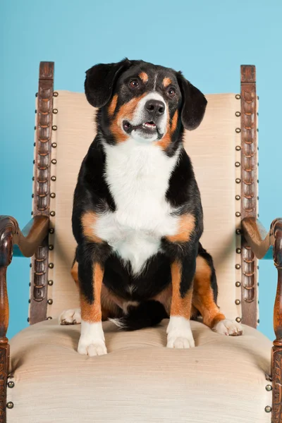 Entlebucher Mountain Dog sentado en una silla aislada sobre fondo azul claro. Captura de estudio . —  Fotos de Stock