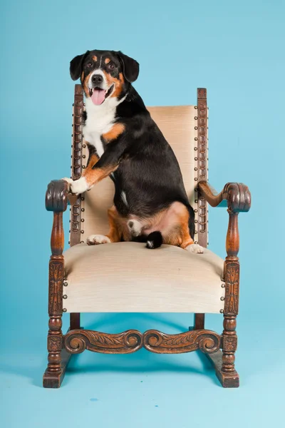 Entlebucher dağ köpek açık mavi renkli izole sandalyede oturuyor. Stüdyo vurdu. — Stok fotoğraf