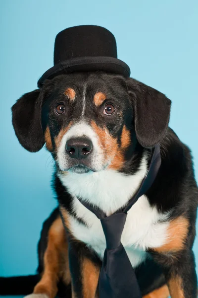 Entlebucher Mountain Dog portant chapeau et cravate isolés sur fond bleu clair. Plan studio . — Photo