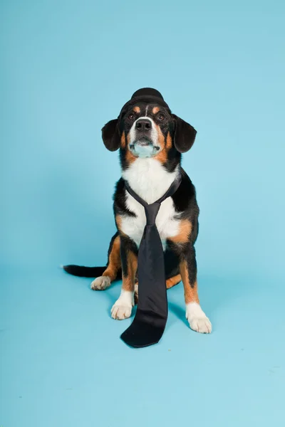 Entlebucher Sennenhund mit Hut und Krawatte vereinzelt auf hellblauem Hintergrund. Studioaufnahme. — Stockfoto