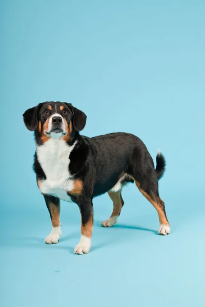 Βουνό entlebucher σκύλος απομονώνονται σε γαλάζιο φόντο. Studio που γυρίστηκε. — Φωτογραφία Αρχείου