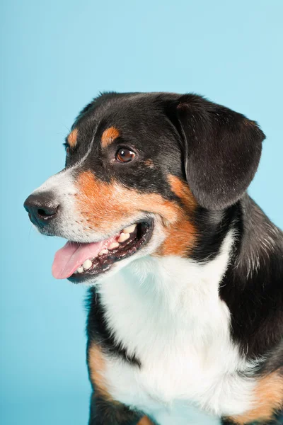 Entlebucher Sennenhund isoliert auf hellblauem Hintergrund. Studioaufnahme. — Stockfoto