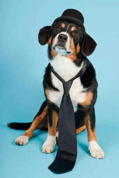 stock image Entlebucher Mountain Dog wearing hat and tie isolated on light blue background. Studio shot.