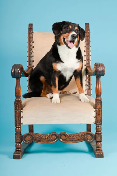 Entlebucher βουνό σκυλί κάθεται στην καρέκλα που απομονώνονται σε γαλάζιο φόντο. Studio που γυρίστηκε. — Φωτογραφία Αρχείου