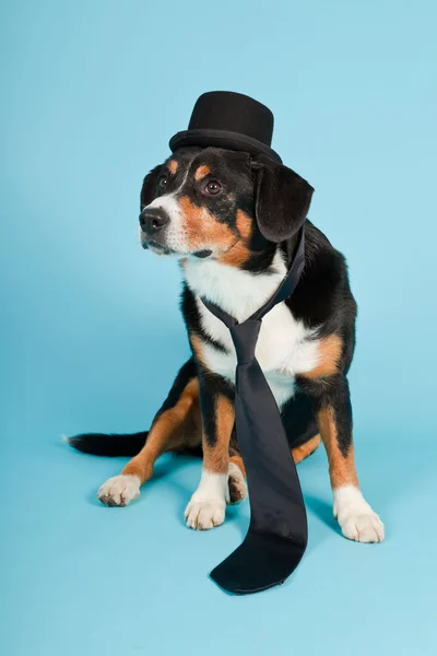 Entlebucher hegyikutya viselt kalap és a nyakkendő elszigetelt világoskék háttér. stúdió felvétel. — Stock Fotó
