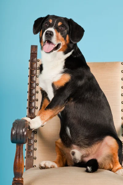 Entlebucher Sennenhund sitzt isoliert auf Stuhl auf hellblauem Hintergrund. Studioaufnahme. — Stockfoto