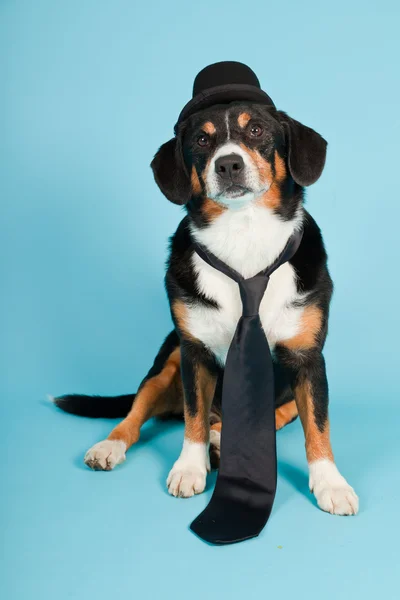 Entlebucher horský pes nosí klobouk a kravatu izolovaných na světle modrém pozadí. Studio záběr. — Stock fotografie