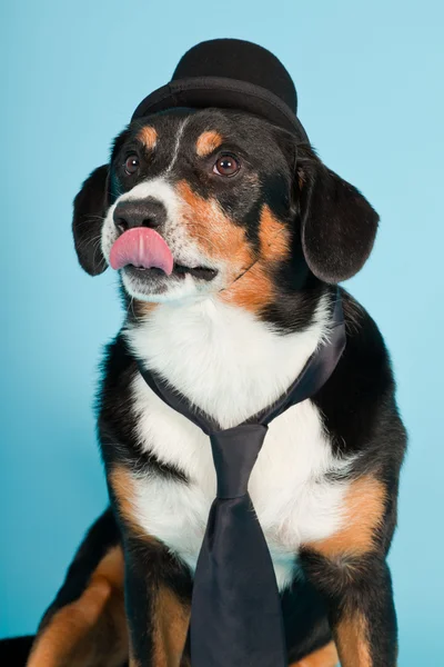 Entlebucher Mountain Dog con sombrero y corbata aislados sobre fondo azul claro. Captura de estudio . —  Fotos de Stock