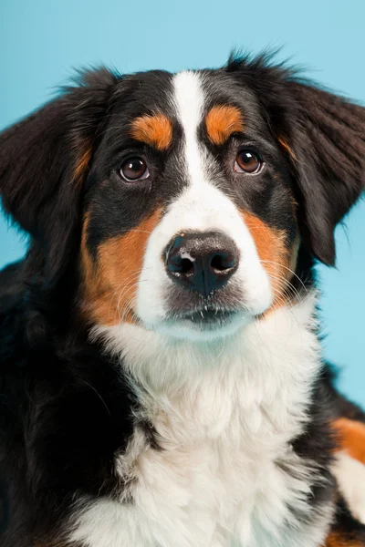 Bernese Mountain Dog portrait — Stock Photo © Photocreo #3480297