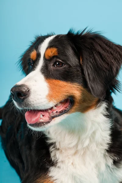 Bernese Mountain Dog portrait — Stock Photo © Photocreo #3480297