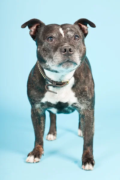 黑色老斯塔福郡犬隔离在淡蓝色背景。工作室拍摄. — 图库照片