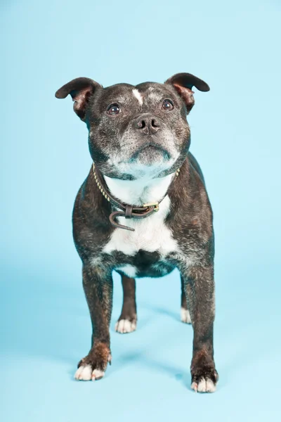 Zwarte oude staffordshire hond geïsoleerd op lichte blauwe achtergrond. studio opname. — Stockfoto