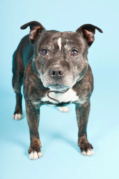 Svart gammal staffordshire hund isolerad på ljusblå bakgrund. Studio skott. — Stockfoto