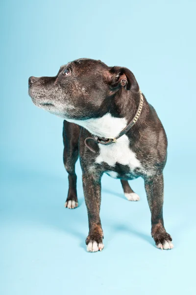 Svart gammal staffordshire hund isolerad på ljusblå bakgrund. Studio skott. — Stockfoto
