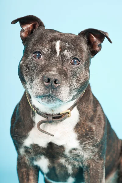 Vecchio cane nero dello Staffordshire isolato su sfondo azzurro. Studio girato . — Foto Stock