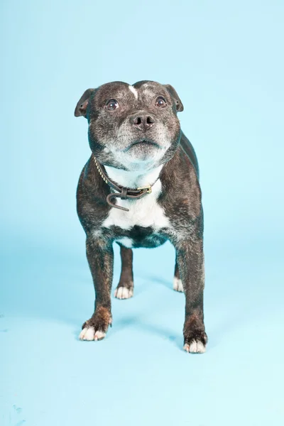 काळा जुना स्टॅफर्डशायर कुत्रा हलका निळा पार्श्वभूमीवर वेगळा. स्टुडिओ शॉट . — स्टॉक फोटो, इमेज