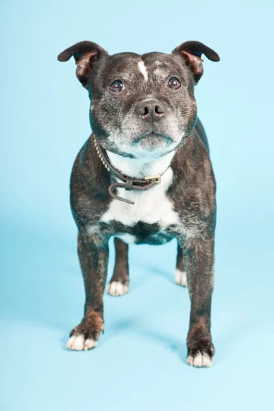 Vecchio cane nero dello Staffordshire isolato su sfondo azzurro. Studio girato . — Foto Stock