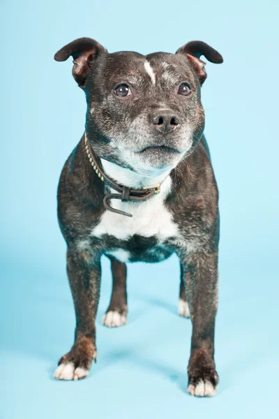 Black old staffordshire dog isolated on light blue background. Studio shot. — Stock Photo, Image