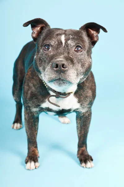Μαύρο παλιό staffordshire σκυλί απομονώνονται σε γαλάζιο φόντο. Studio που γυρίστηκε. — Φωτογραφία Αρχείου