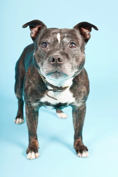Schwarzer alter Staffordshire-Hund isoliert auf hellblauem Hintergrund. Studioaufnahme. — Stockfoto