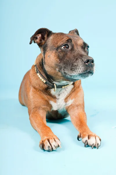 Brown old staffordshire isolated on light blue background. Studio shot. — Stock Photo, Image
