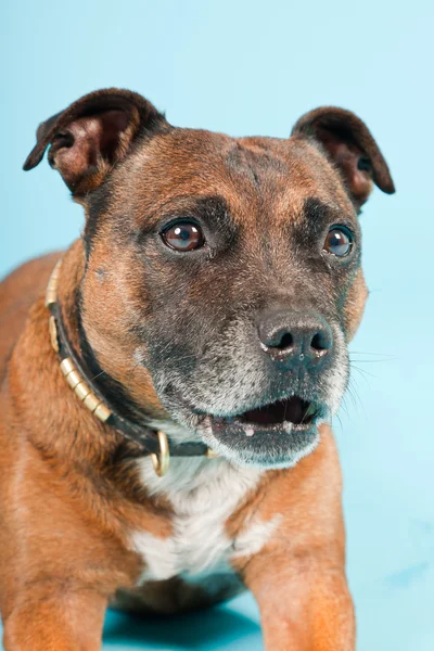 Brown old staffordshire isolated on light blue background. Studio shot. — Stock Photo, Image