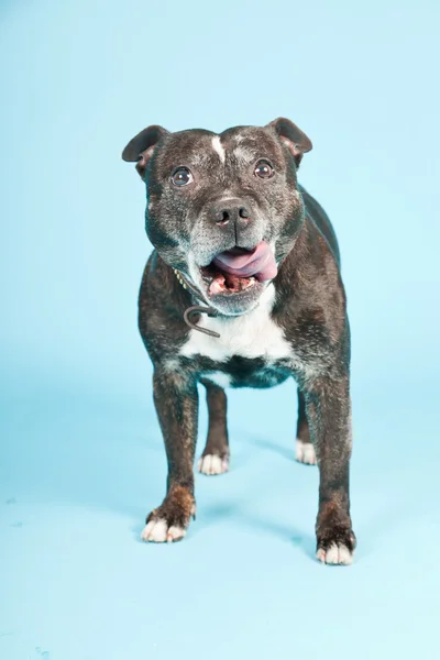Schwarzer alter Staffordshire-Hund isoliert auf hellblauem Hintergrund. Studioaufnahme. — Stockfoto