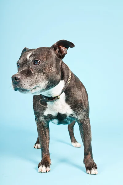 黑色老斯塔福郡犬隔离在淡蓝色背景。工作室拍摄. — 图库照片