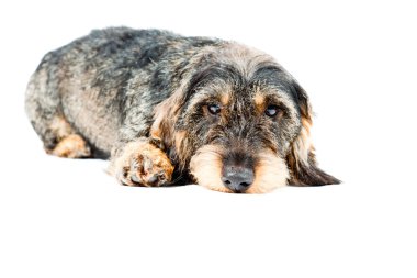 Dachshund kahverengi ve siyah beyaz zemin üzerine izole. Stüdyo vurdu.