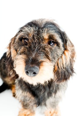 Dachshund kahverengi ve siyah beyaz zemin üzerine izole. Stüdyo vurdu.