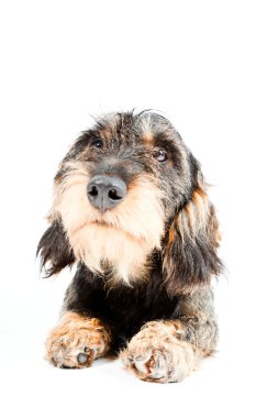 Dachshund kahverengi ve siyah beyaz zemin üzerine izole. Stüdyo vurdu.