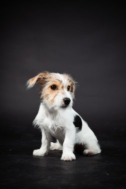 jack russell yavrusu siyah arka plan üzerine izole. Stüdyo vurdu.