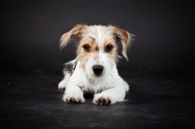 jack russell yavrusu siyah arka plan üzerine izole. Stüdyo vurdu.