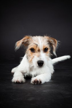 jack russell yavrusu siyah arka plan üzerine izole. Stüdyo vurdu.