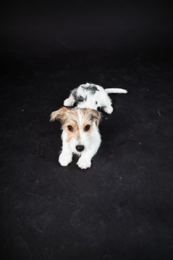 jack russell yavrusu siyah arka plan üzerine izole. Stüdyo vurdu.