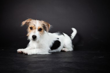 jack russell yavrusu siyah arka plan üzerine izole. Stüdyo vurdu.