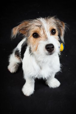 jack russell yavrusu siyah arka plan üzerine izole. Stüdyo vurdu.