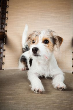 jack Russell yavrusu siyah arka plan üzerine izole büyük sandalyede. Stüdyo vurdu.