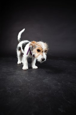 jack russell yavrusu siyah arka plan üzerine izole. Stüdyo vurdu.