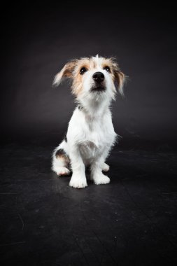 jack russell yavrusu siyah arka plan üzerine izole. Stüdyo vurdu.