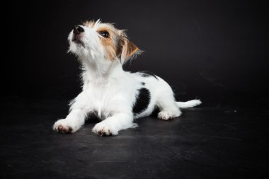 jack russell yavrusu siyah arka plan üzerine izole. Stüdyo vurdu.