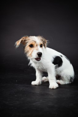 jack russell yavrusu siyah arka plan üzerine izole. Stüdyo vurdu.