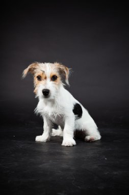 jack russell yavrusu siyah arka plan üzerine izole. Stüdyo vurdu.