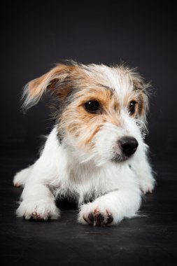 jack russell yavrusu siyah arka plan üzerine izole. Stüdyo vurdu.