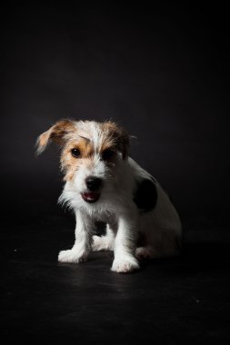 jack russell yavrusu siyah arka plan üzerine izole. Stüdyo vurdu.