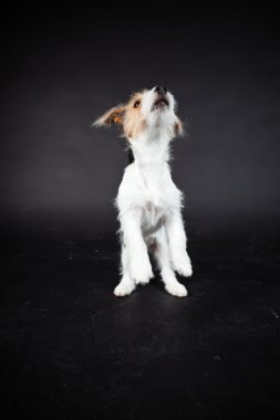 jack russell yavrusu siyah arka plan üzerine izole. Stüdyo vurdu.